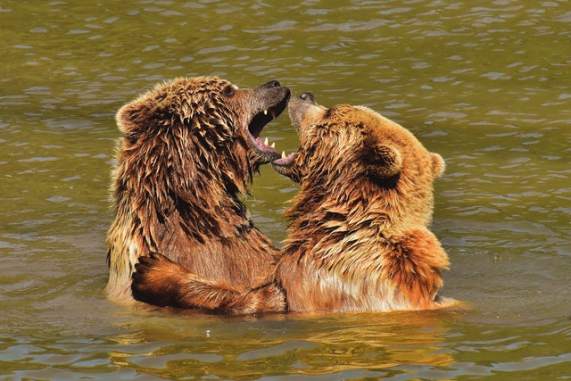 Medvék dominanciaharca