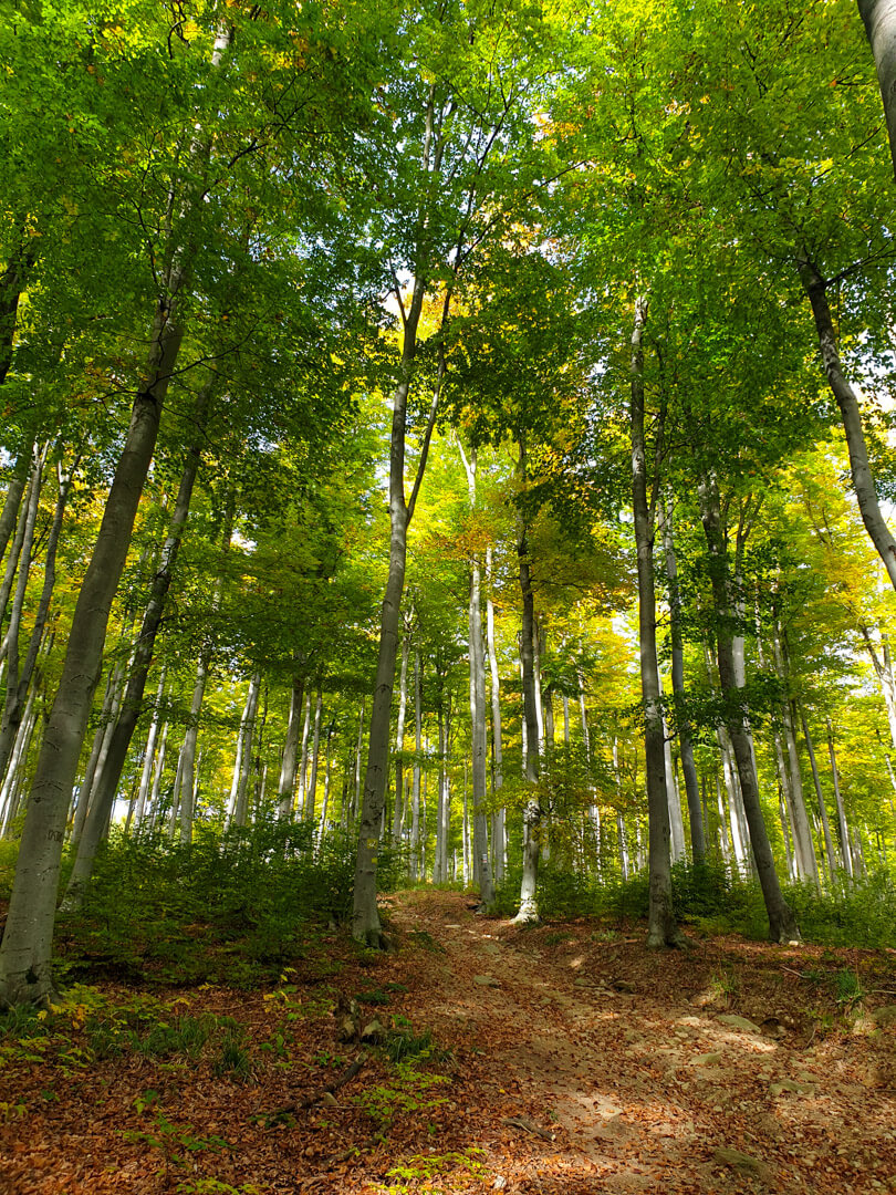 Őszi erdő, Írottkő (Fotó: Egri Zsuzsanna)