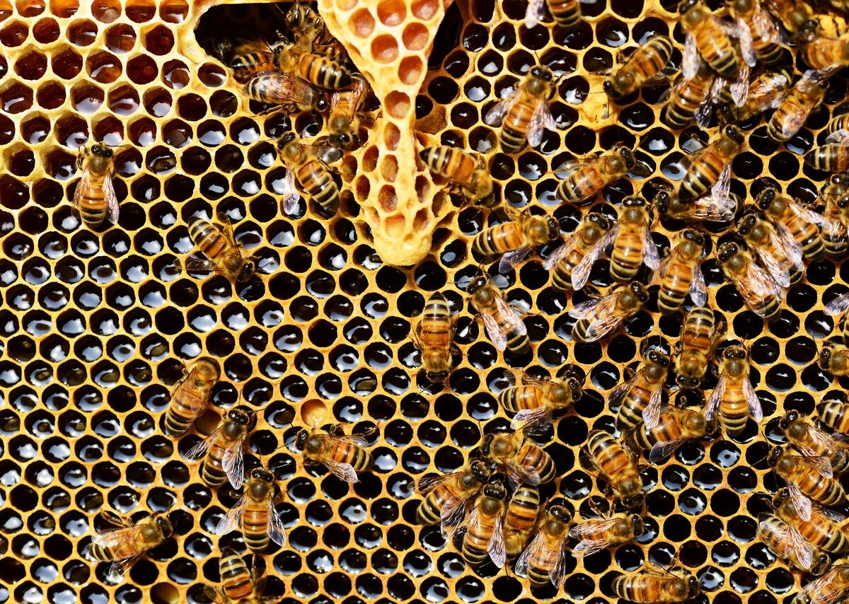 méhe a kaptárban